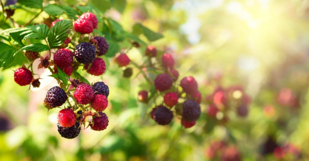 Check Out Our Vegan Soap And Body Products!