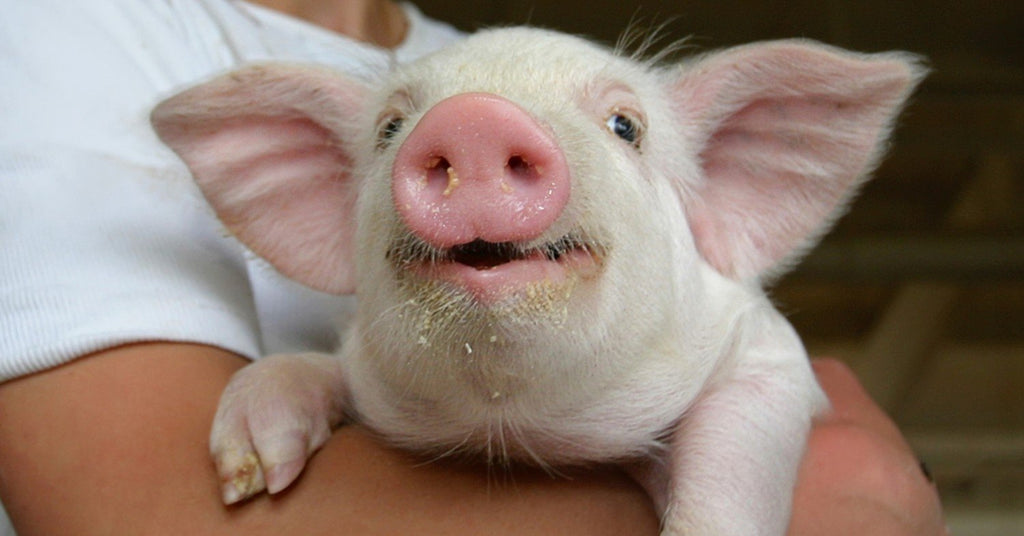 Pig Jewelry To Celebrate The Year Of The Pig!