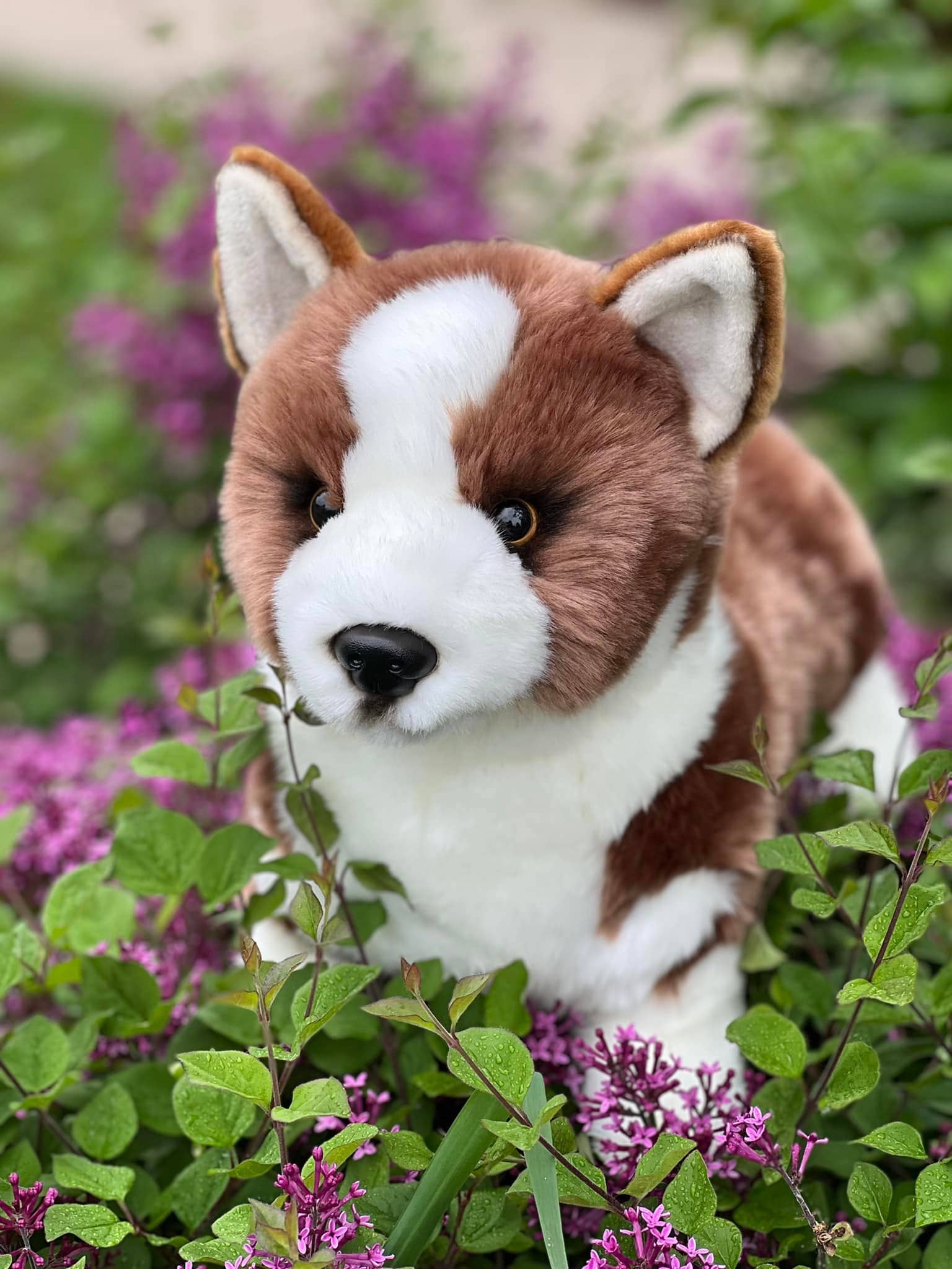 Auswella Auswella - Auswella Pembroke Plush Corgi
