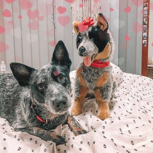 ~❤️~BOCCHETTA RUSTY Australian Cattle Dog Plush 31cm 12 Blue Heeler Soft Toy~❤️ - Foto 6