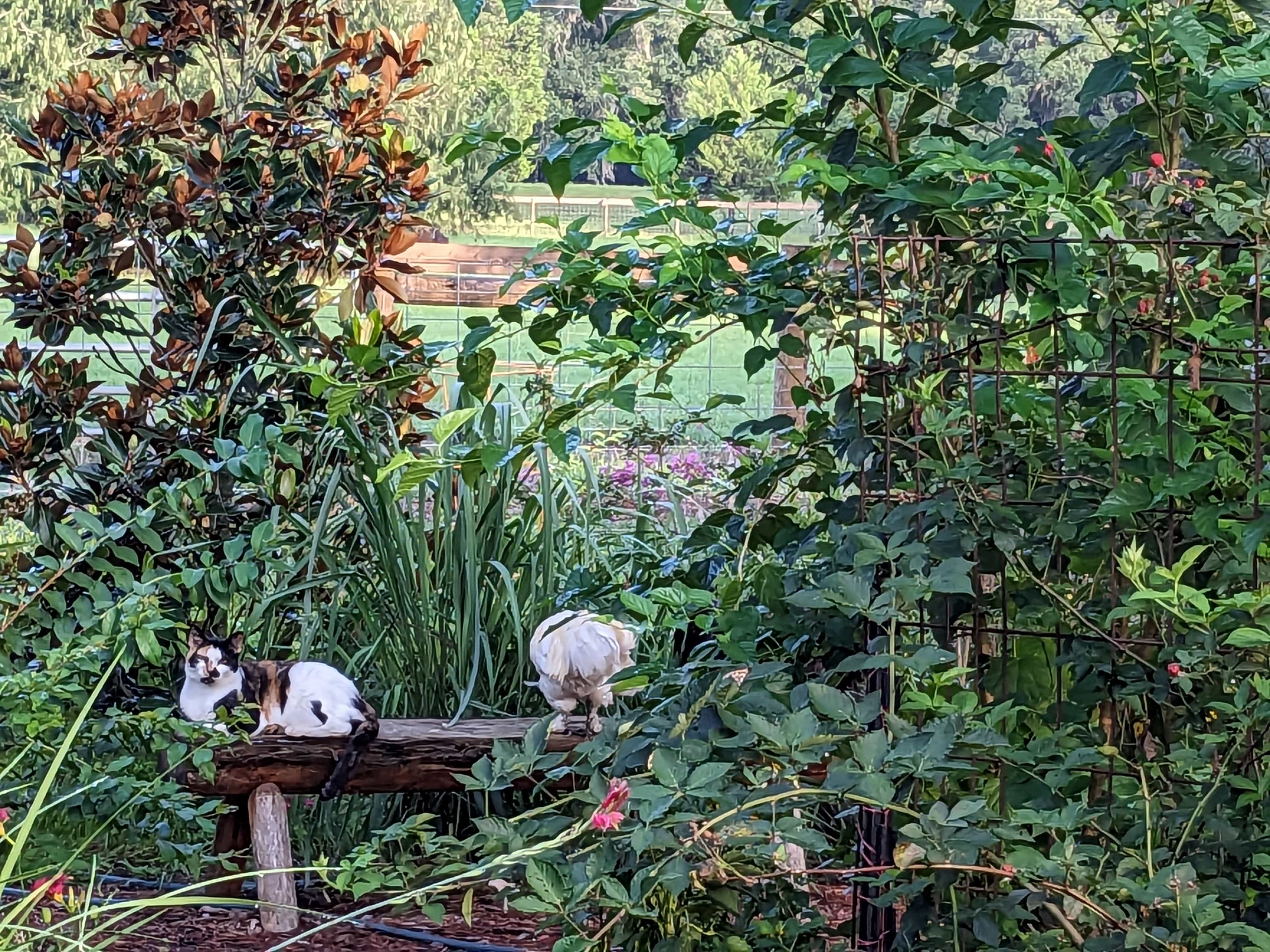 Rooterville A Sanctuary Inc Wedding Ceremony with Rescued Farm Animals & Butterflies!