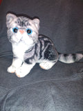 Grey Tabby and Calico Exotic Short Hair Plush Cats