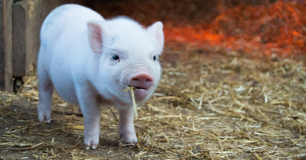 Reasons To Love Pigs (Besides Cute Pig-Themed Gifts!)