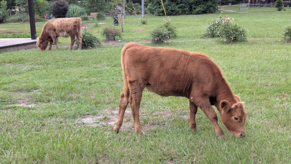 Highland Cow Experiences Rooterville