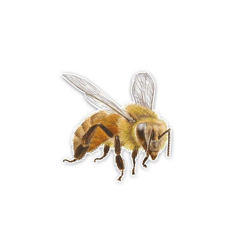 Cute Honey Bee Stickers for Car or Anywhere!