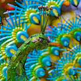 Large Colorful Beautifully Detailed Peacock Pair