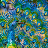 Large Colorful Beautifully Detailed Peacock Pair