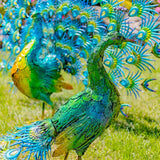 Large Colorful Beautifully Detailed Peacock Pair