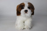 Plush Shih Tzu Puppy Brown and White