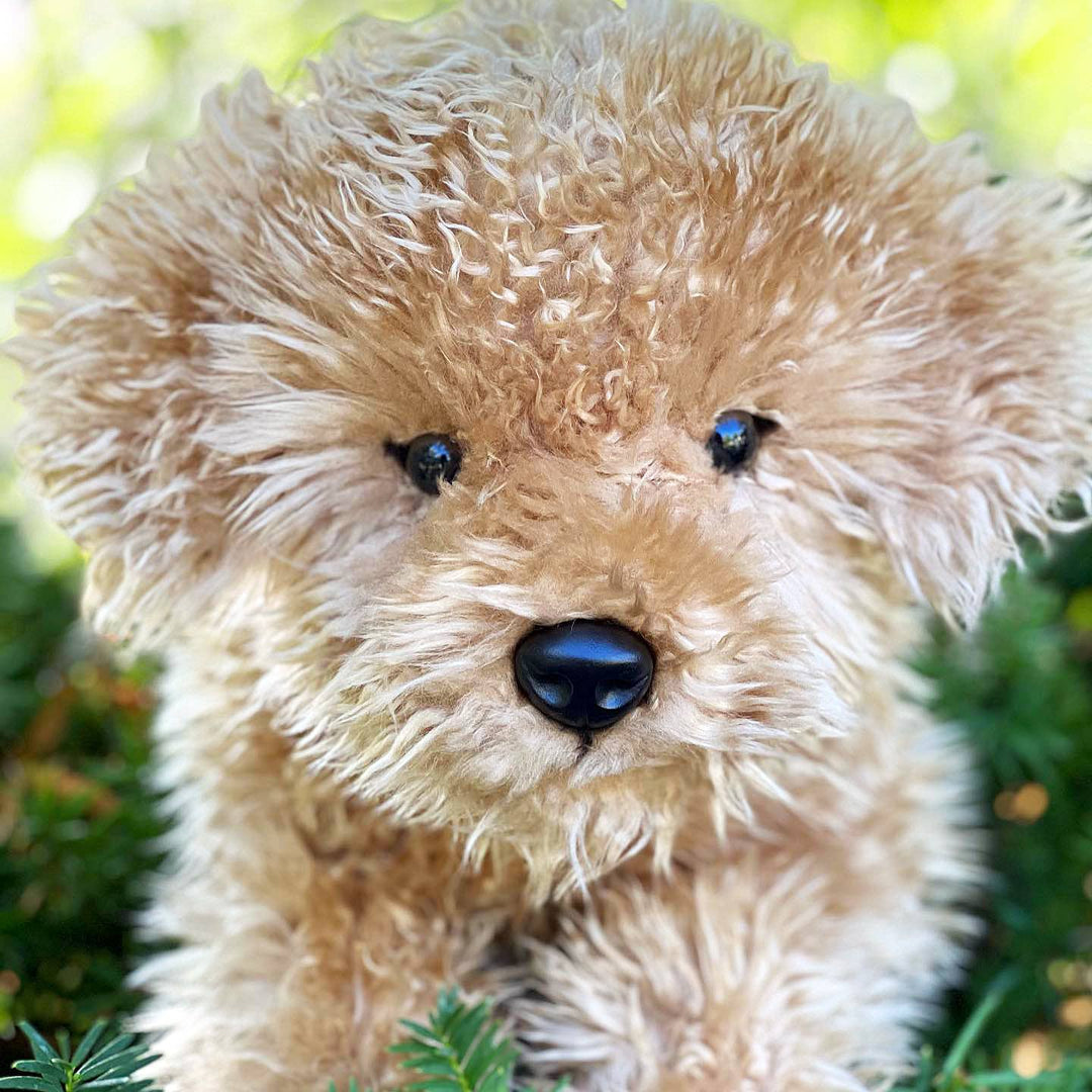 Auswella Auswella - Lila Laying Labradoodle