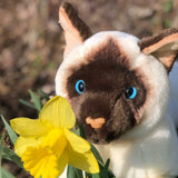 Siamese Floppy Plush Cat Large Size