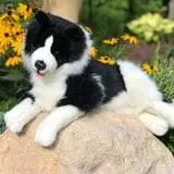 Faire: Auswella Stuffed Animals Plush Realistic Border Collie by Auswella