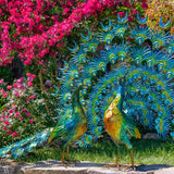 faire-zaire peacock sculptures Large Colorful Beautifully Detailed Peacock Pair