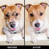 PRIDE+GROOM Dog Supplies THE SWIPE