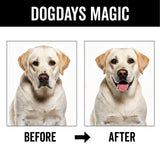 PRIDE+GROOM DOGDAYS Dog Deodorizing Spray
