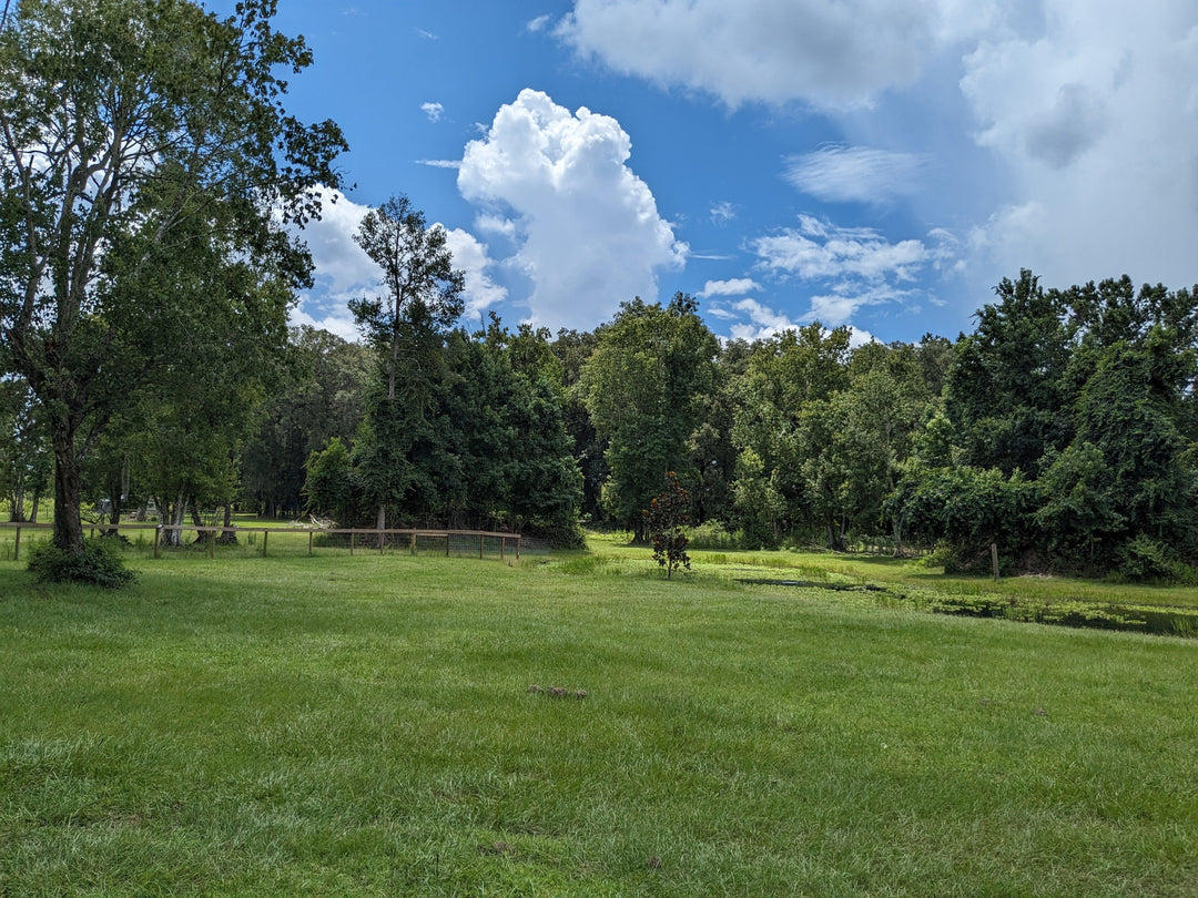 Rooterville A Sanctuary Inc Out of Season Wedding Ceremony with Rescued Farm Animals & Butterflies!