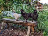 Rooterville A Sanctuary Inc Wedding Ceremony with Rescued Farm Animals & Butterflies!