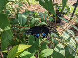 Rooterville A Sanctuary Inc Wedding Ceremony with Rescued Farm Animals & Butterflies!