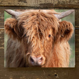 Rustic Nester - Farm Animal Photography, Highland Cow Art Canvas Print,