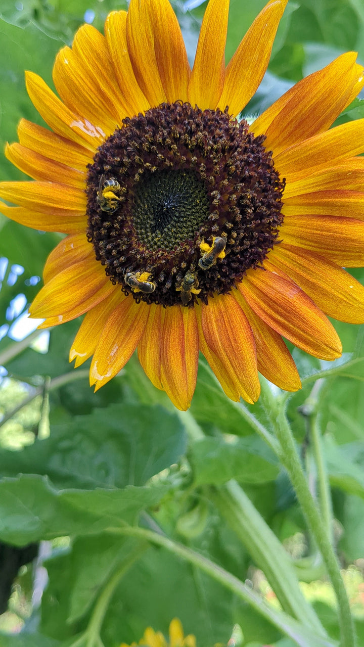 The Pink Pigs, Animal Lover's Boutique Experience Fee/Gift Private visit per Couple Rooterville EXPERIENCES