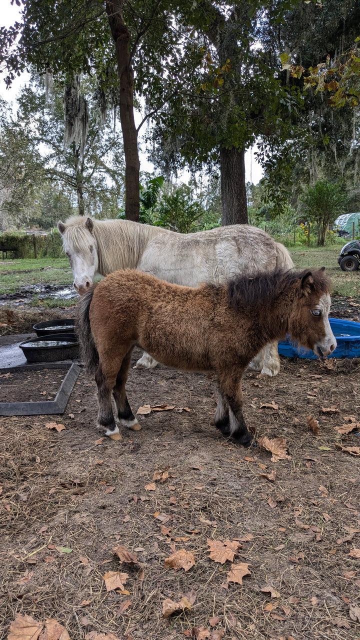 The Pink Pigs, Animal Lover's Boutique Experience Fee/Gift Rooterville EXPERIENCES-Great Gift Idea!