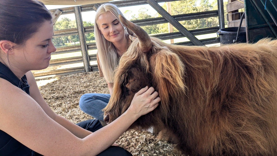 The Pink Pigs, Animal Lover's Boutique Rooterville EXPERIENCES-Great Gift Idea!