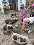 The Pink Pigs Family of 4 Farm Visit
