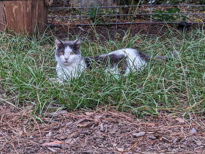 The Pink Pigs Gift Card $25.00 Gift Cards