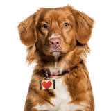 Icon Pet ID Tag - Heart Pet Tag - Graphic Pet ID Tag