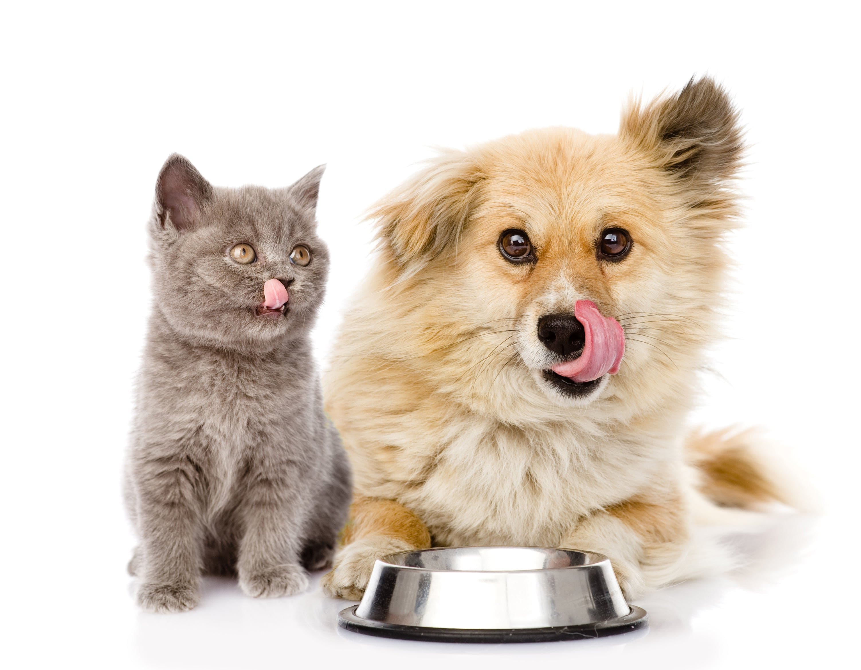 Pet Pantry: Buy a Bag of Food for Hungry Pets - The Pink Pigs, Animal Lover's Boutique