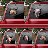 Pigs Breaking Out Car Sticker Decal for Window
