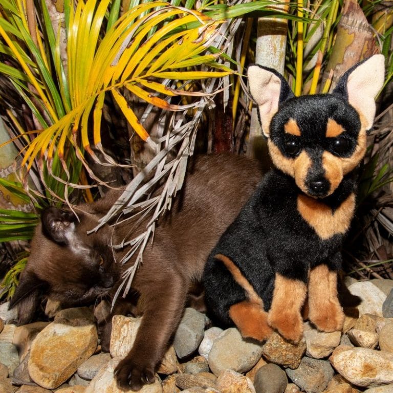 Plush Toy Stuffed Chihuahua  Dog Black and Tan  Size 25cm/10"
