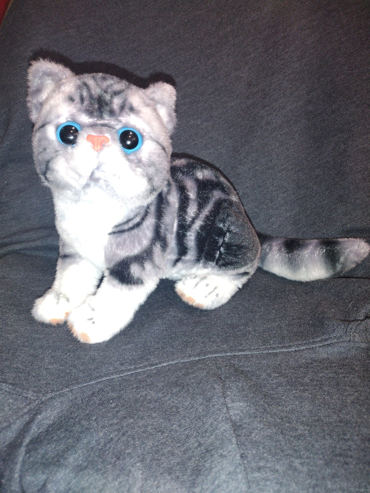 AliExpress plush cat gray tabby/blue eyes Grey Tabby and Calico Exotic Short Hair Plush Cats