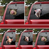 AliExpress Sticker/Bumper Sticker Pigs Breaking Out Car Sticker Decal for Window