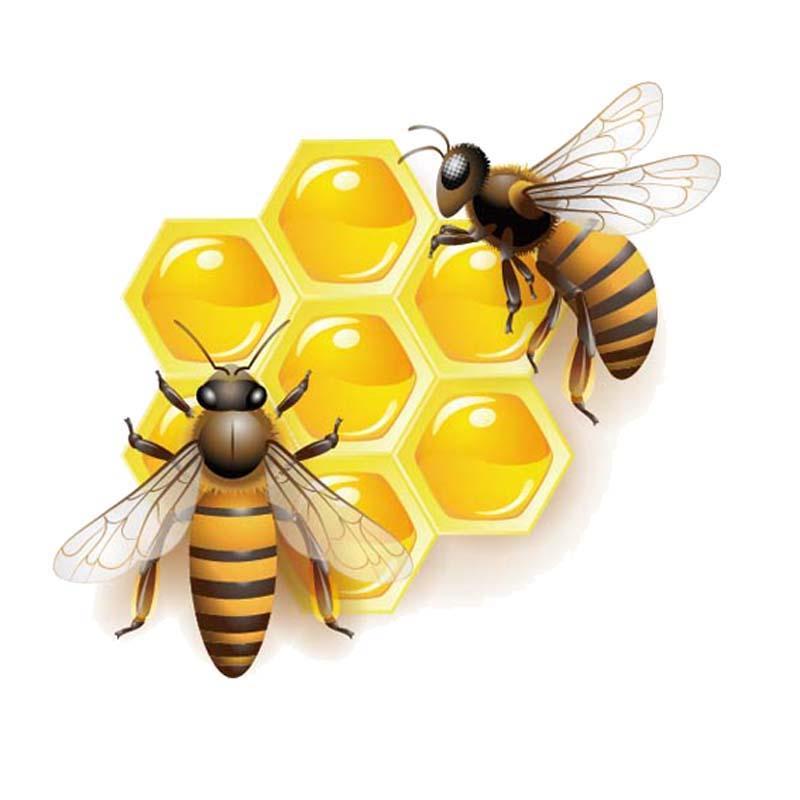 Honey Bee and Bee Happy Stickers for Car or Anywhere! - Bees