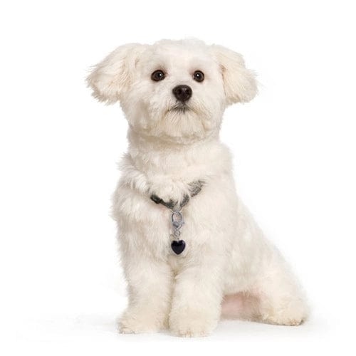 Faire-Crystal Pet Love Pet ID Tags Black Obsidian Healing Pet Charm-Clarity Handmade