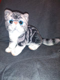 Grey Tabby and Calico Exotic Short Hair Plush Cats