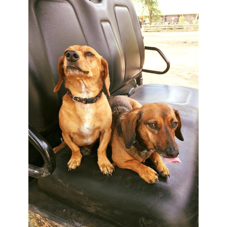 The Pink Pigs rings Dachshund Ring in 3 Colors!